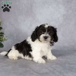 Bobby, Teddy Bear Puppy